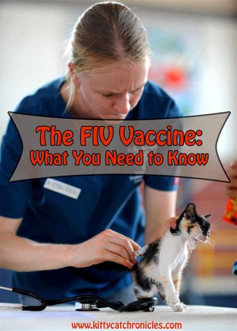 The FIV Vaccine: What You Need to Know - Kitty Cat Chronicles