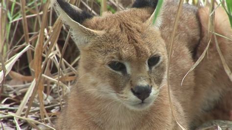 Cougar & Caracal / Serval Hybrid Rescued! - Sanctuary Closes | İzlesene.com