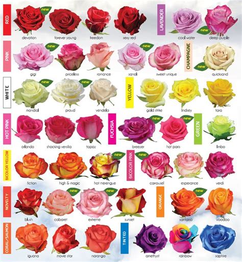 rose cultivar names - Google Search | Rose varieties, Growing roses, Types of roses