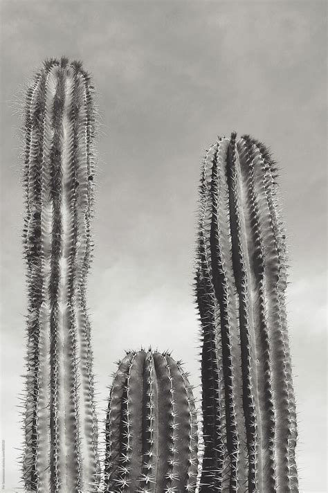 "3 Cacti In The Desert" by Stocksy Contributor "PER Images" - Stocksy