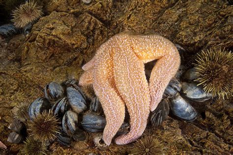 Sea Star feeding - Stock Image - C009/2816 - Science Photo Library