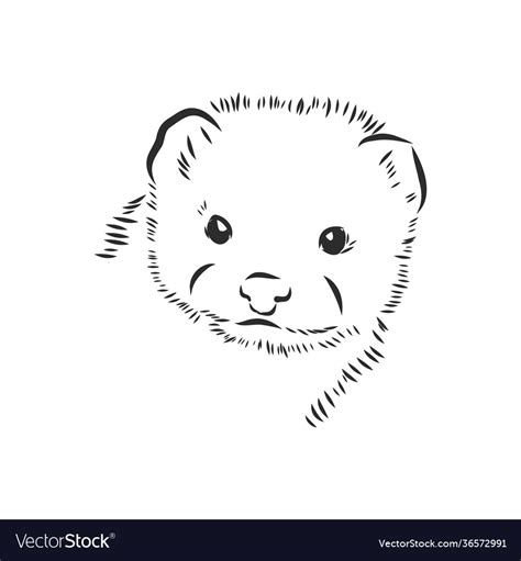 Drawing ferret isolated on white mink animal Vector Image