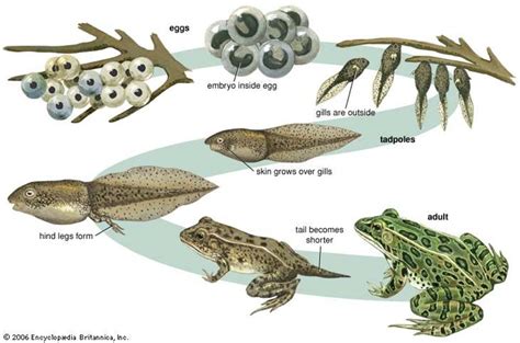 How a Tadpole Becomes a Frog