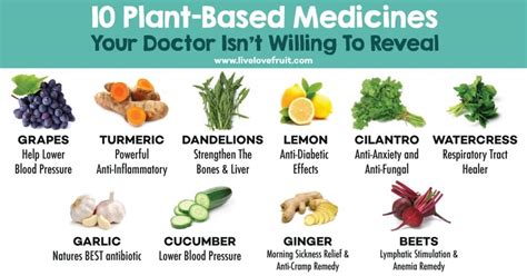 10 Plant-Based Medicines Your Doctor Isn’t Willing To Reveal - Live ...