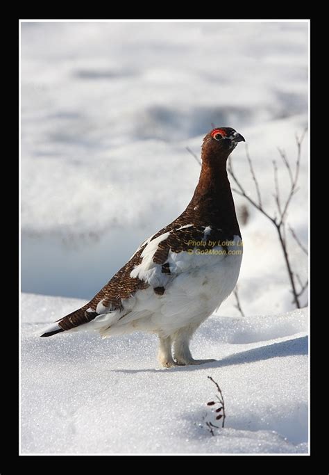 Ptarmigan on the Snow