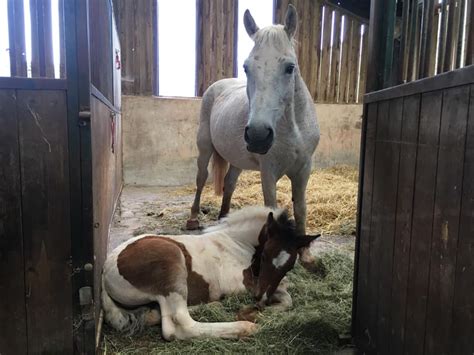 Mare and Foal Sanctuary: A Christmas full of love for orphan foal Icon ...