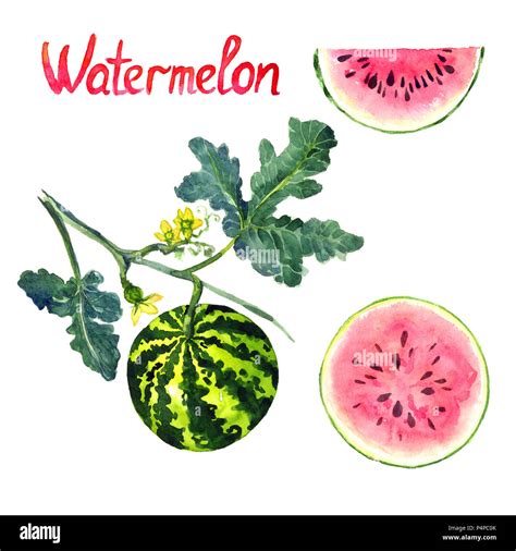 Watermelon plant with flowers, leaves, ripe watermelon and slice ...