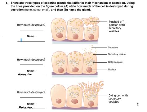 Solved 5. There are three types of exocrine glands that | Chegg.com