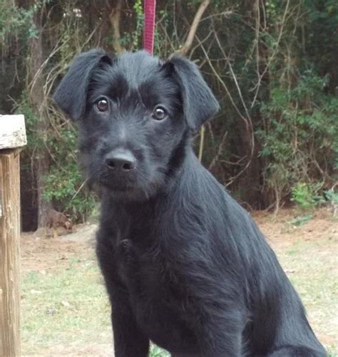 Meet Buffy - The Adorable Lab/Schnauzer Mix Looking for a Forever Home