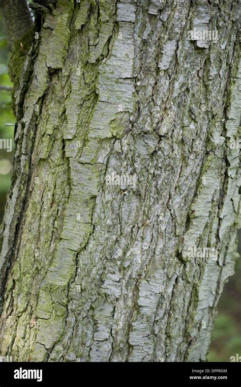 Common alder tree bark hi-res stock photography and images - Alamy