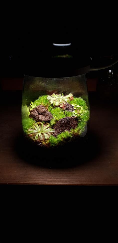 made my first sundew terrarium today😁 : terrariums