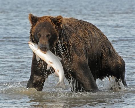 Grizzly bear catching a salmon in Katmai National Park | Smithsonian ...