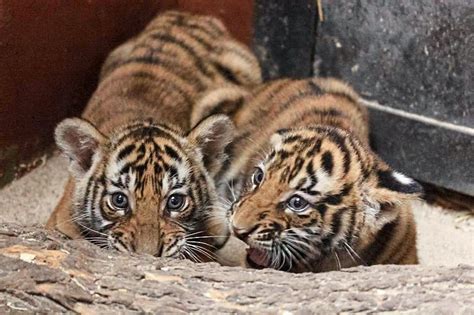 Birth of Malayan tiger cubs revives breeding efforts | The Star