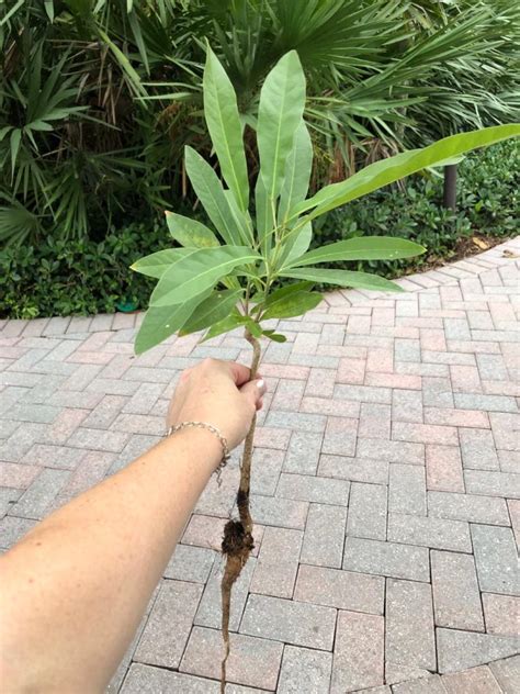 Tropical tree sapling identification needed please - TROPICAL LOOKING PLANTS - Other Than Palms ...