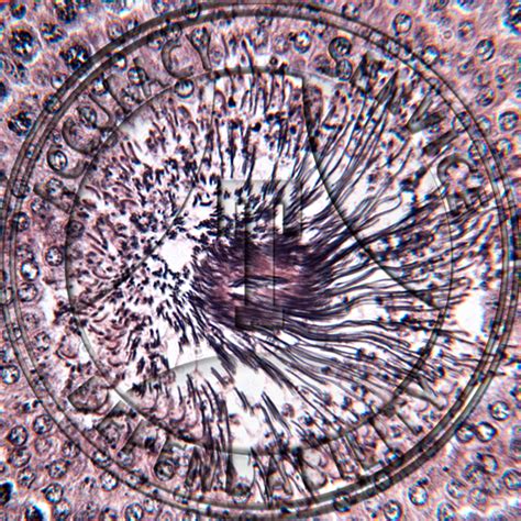 Testis Spermatogenesis Spermiogenesis Prepared Microscope Slide