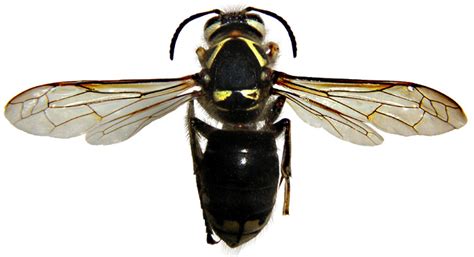 Pest Library – Bees/Wasps – Bald Faced Hornet | Paramount Exterminating