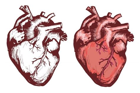 Cuore umano anatomico, illustrazione vectorized disegnata a mano | Vettore Premium