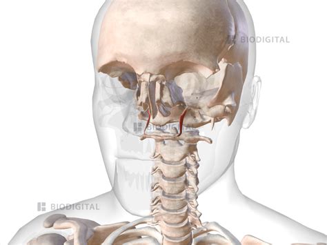 Tensor veli palatini | BioDigital Anatomy