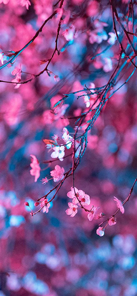 Cherry Blossom Wallpaper - EnJpg