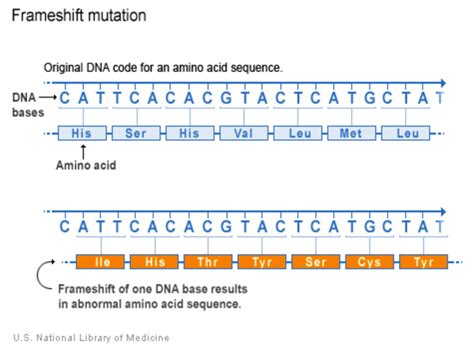 Dna Mutation Types