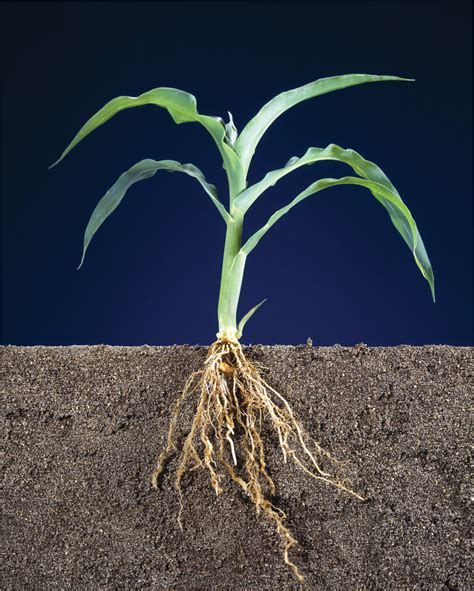 Corn Plant Root Systems :: Behance