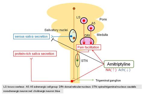 Amitriptyline increases salivary flow in treatment-resistant burning mouth syndrome: What is the ...