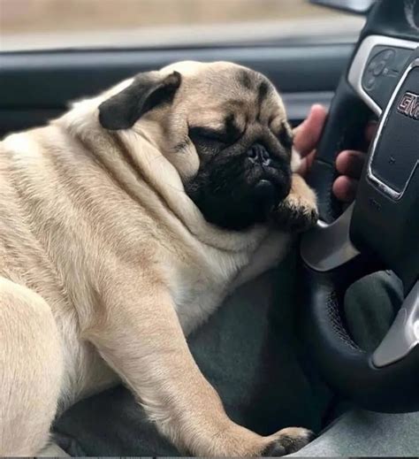 16 Pugs Sleeping In Totally Ridiculous Positions - Dog Red Line | Cute pugs, Pug puppies, Pugs