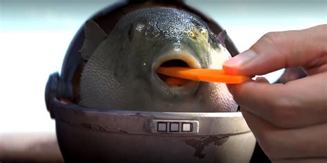 baby pufferfish eating carrot : r/PewdiepieSubmissions