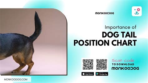 Importance of Dog Tail Position Chart - Monkoodog