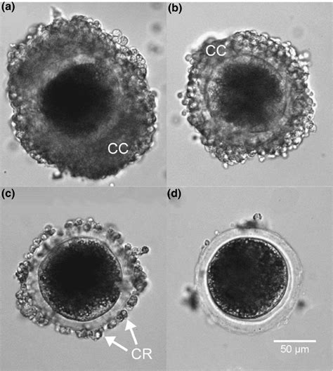 Representative examples of oocyte morphological categorisation. (a ...