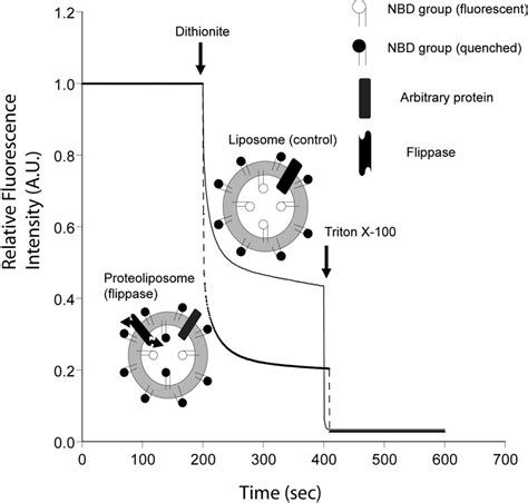 Schematic representation of the assay for flippase activity. Liposomes... | Download Scientific ...