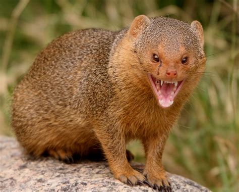 Mongoose | Animal Wildlife