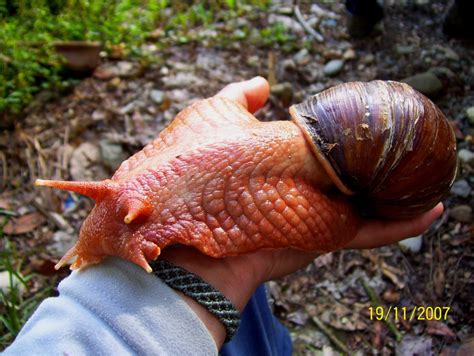 Giant snails found in Houston | Off Topic | Texas Hunting Forum