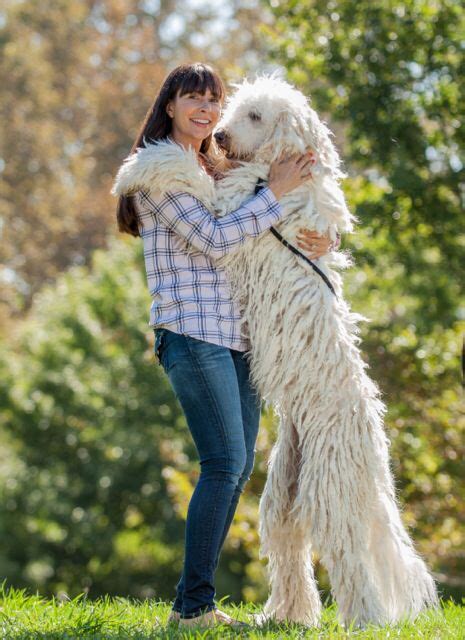 Komondor puppies Feathers and fleece Komondor, Large Dog Breeds ...