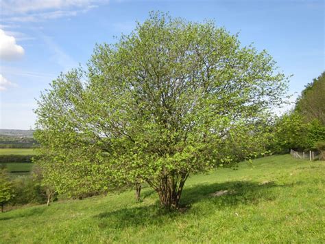 Hazel - Tree Guide UK - Common Hazel tree identification