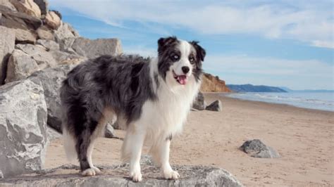 Border Collie Makes the Most Tender Gesture Toward Mom While Meeting ...