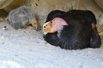 California condor - Wikipedia