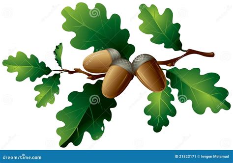 Oak leaves and acorns stock vector. Illustration of flora - 21823171