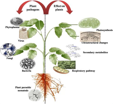 Diseases of medicinal and aromatic plants, their biological impact and ...