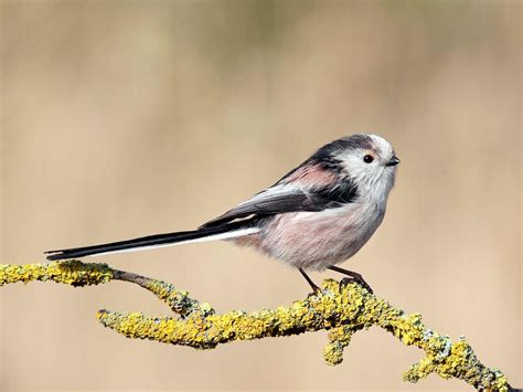 Pin on Common british birds