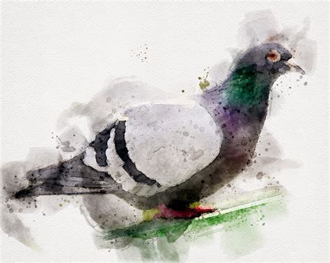 PIGEON Art Print, Printable Bird Print, Pigeon Painting, Pigeon Print, Pigeon Wall Art ...