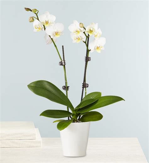 Double White Orchid Plant for Sympathy | 1800flowes.com