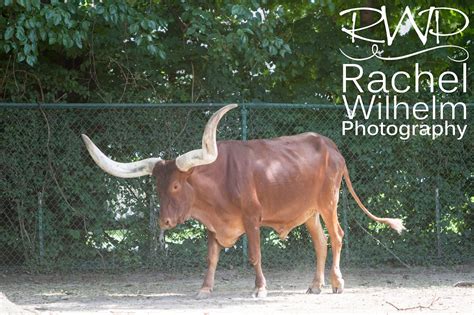 RWP Wildlife: Ankole Cattle