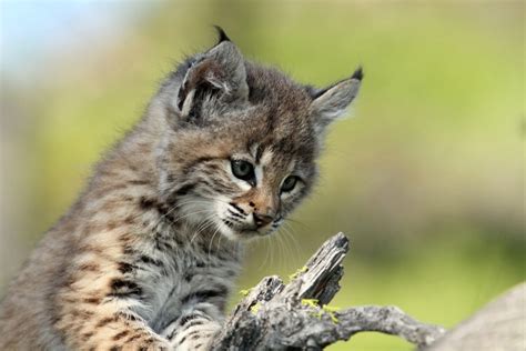 Bobcat | California Living Museum