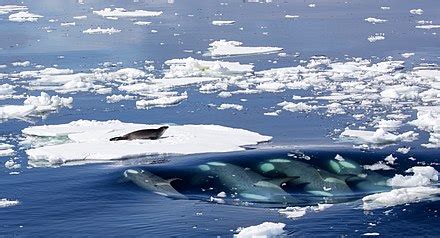 Orca - Wikipedia