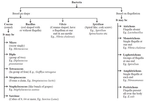 Biological Classification | Biology Notes for NEET/AIIMS/JIPMER