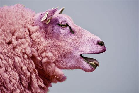 Don’t Fear Your Inner Pink Sheep. I see it come up in so many ...