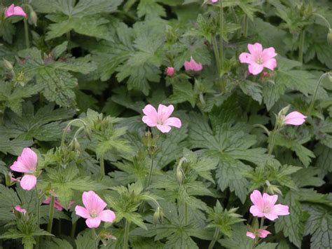 Varieties of True Geraniums and Tips for Growing Them