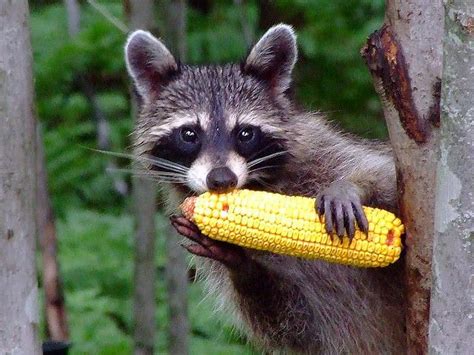 What a cute little corn eater !! | Pet raccoon, Raccoons eat, What do ...