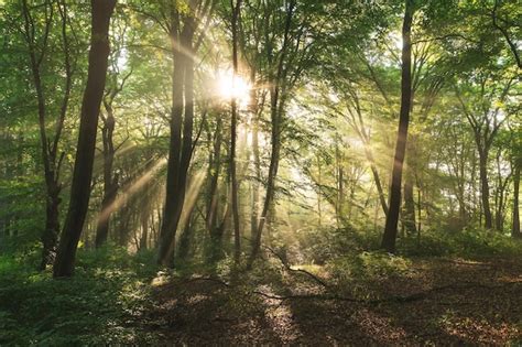 Premium Photo | Foggy forest at sunrise